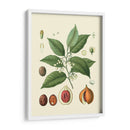 Gloria Botánica Iii - Vision Studio | Cuadro decorativo de Canvas Lab