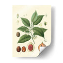 Gloria Botánica Iii - Vision Studio | Cuadro decorativo de Canvas Lab