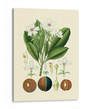 Gloria Botánica Iv - Vision Studio | Cuadro decorativo de Canvas Lab