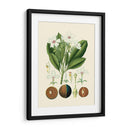 Gloria Botánica Iv - Vision Studio | Cuadro decorativo de Canvas Lab