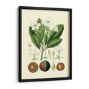 Gloria Botánica Iv - Vision Studio | Cuadro decorativo de Canvas Lab