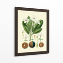 Gloria Botánica Iv - Vision Studio | Cuadro decorativo de Canvas Lab