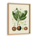 Gloria Botánica Iv - Vision Studio | Cuadro decorativo de Canvas Lab