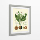 Gloria Botánica Iv - Vision Studio | Cuadro decorativo de Canvas Lab