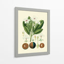 Gloria Botánica Iv - Vision Studio | Cuadro decorativo de Canvas Lab