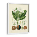 Gloria Botánica Iv - Vision Studio | Cuadro decorativo de Canvas Lab