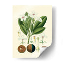 Gloria Botánica Iv - Vision Studio | Cuadro decorativo de Canvas Lab