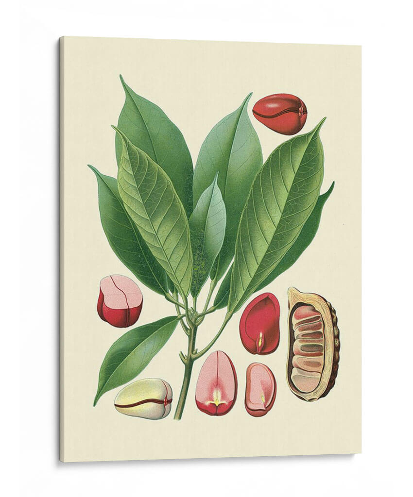 Gloria Botánica Vi - Vision Studio | Cuadro decorativo de Canvas Lab