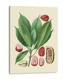 Gloria Botánica Vi - Vision Studio | Cuadro decorativo de Canvas Lab