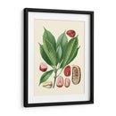 Gloria Botánica Vi - Vision Studio | Cuadro decorativo de Canvas Lab