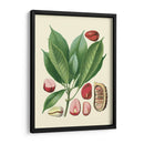 Gloria Botánica Vi - Vision Studio | Cuadro decorativo de Canvas Lab