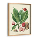 Gloria Botánica Vi - Vision Studio | Cuadro decorativo de Canvas Lab