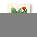 Gloria Botánica Vi - Vision Studio | Cuadro decorativo de Canvas Lab