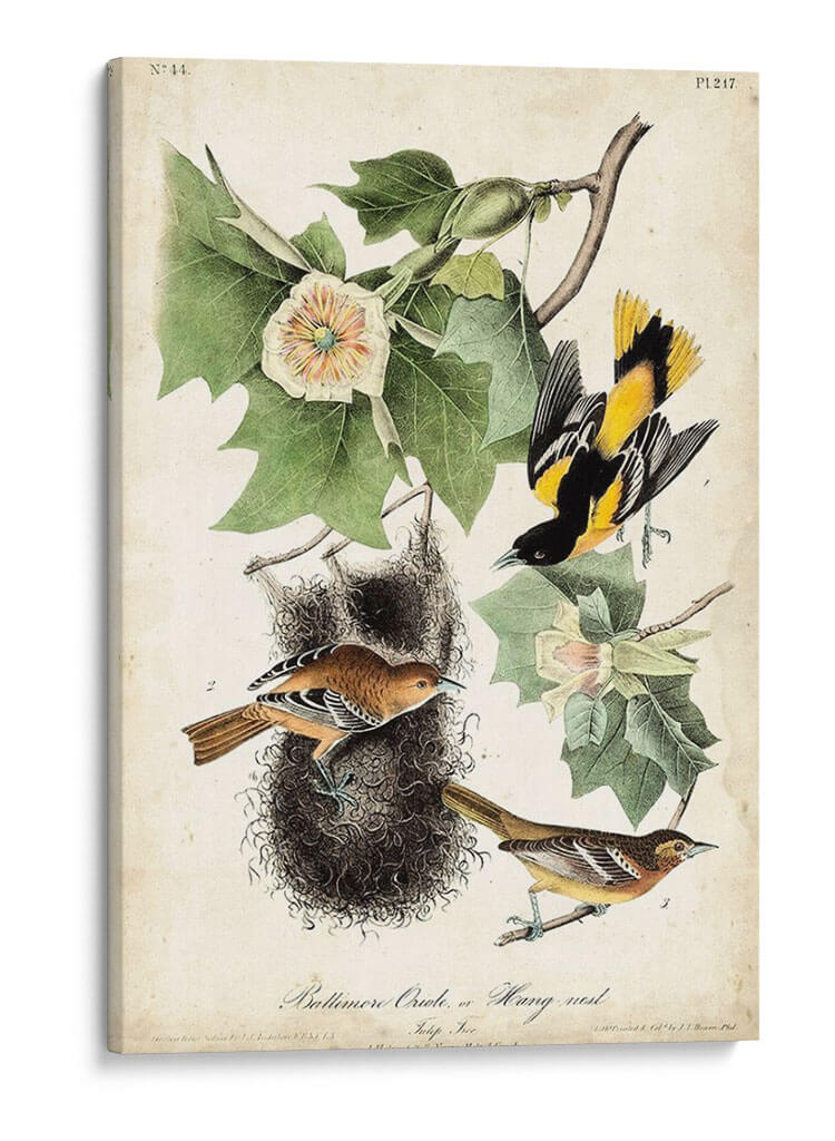 Ua Ch Baltimore Oriole - John James Audubon | Cuadro decorativo de Canvas Lab