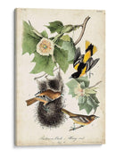Ua Ch Baltimore Oriole - John James Audubon | Cuadro decorativo de Canvas Lab