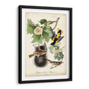Ua Ch Baltimore Oriole - John James Audubon | Cuadro decorativo de Canvas Lab