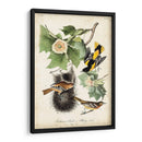 Ua Ch Baltimore Oriole - John James Audubon | Cuadro decorativo de Canvas Lab