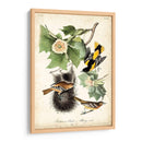 Ua Ch Baltimore Oriole - John James Audubon | Cuadro decorativo de Canvas Lab