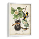 Ua Ch Baltimore Oriole - John James Audubon | Cuadro decorativo de Canvas Lab