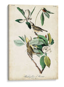 Ua Charle Vireo - John James Audubon | Cuadro decorativo de Canvas Lab
