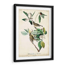 Ua Charle Vireo - John James Audubon | Cuadro decorativo de Canvas Lab