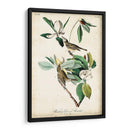 Ua Charle Vireo - John James Audubon | Cuadro decorativo de Canvas Lab