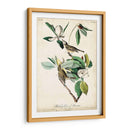 Ua Charle Vireo - John James Audubon | Cuadro decorativo de Canvas Lab