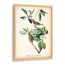 Ua Charle Vireo - John James Audubon | Cuadro decorativo de Canvas Lab