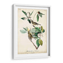 Ua Charle Vireo - John James Audubon | Cuadro decorativo de Canvas Lab