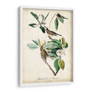 Ua Charle Vireo - John James Audubon | Cuadro decorativo de Canvas Lab