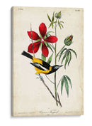 Audubon Bird Y Botanical I - John James Audubon | Cuadro decorativo de Canvas Lab