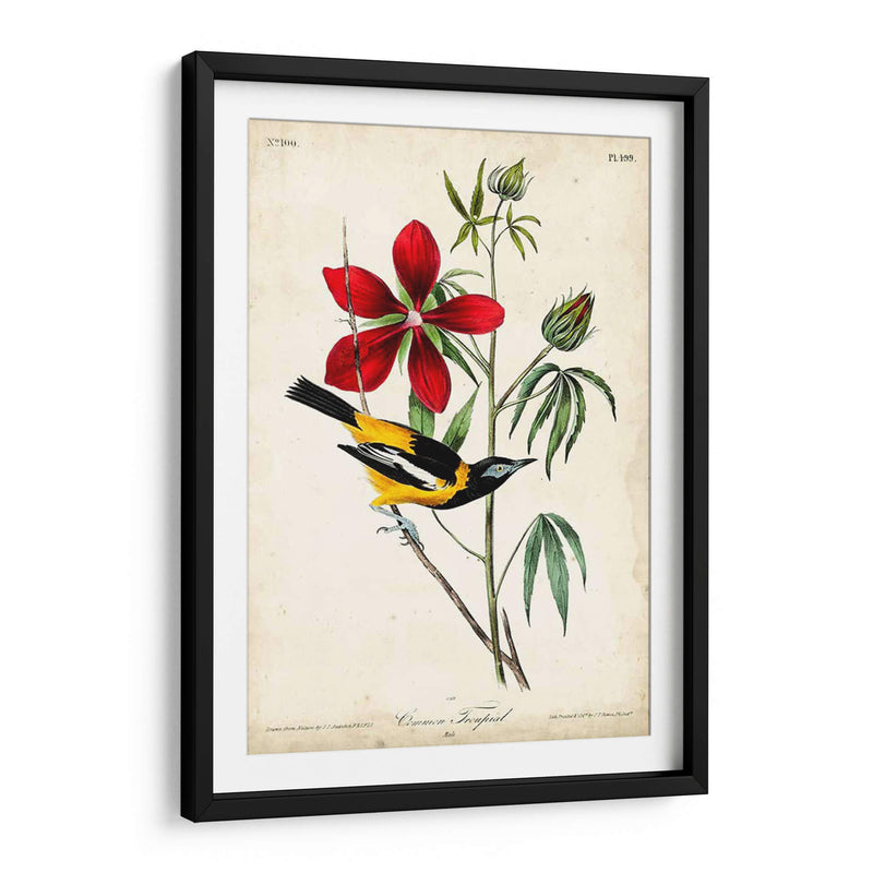 Audubon Bird Y Botanical I - John James Audubon | Cuadro decorativo de Canvas Lab