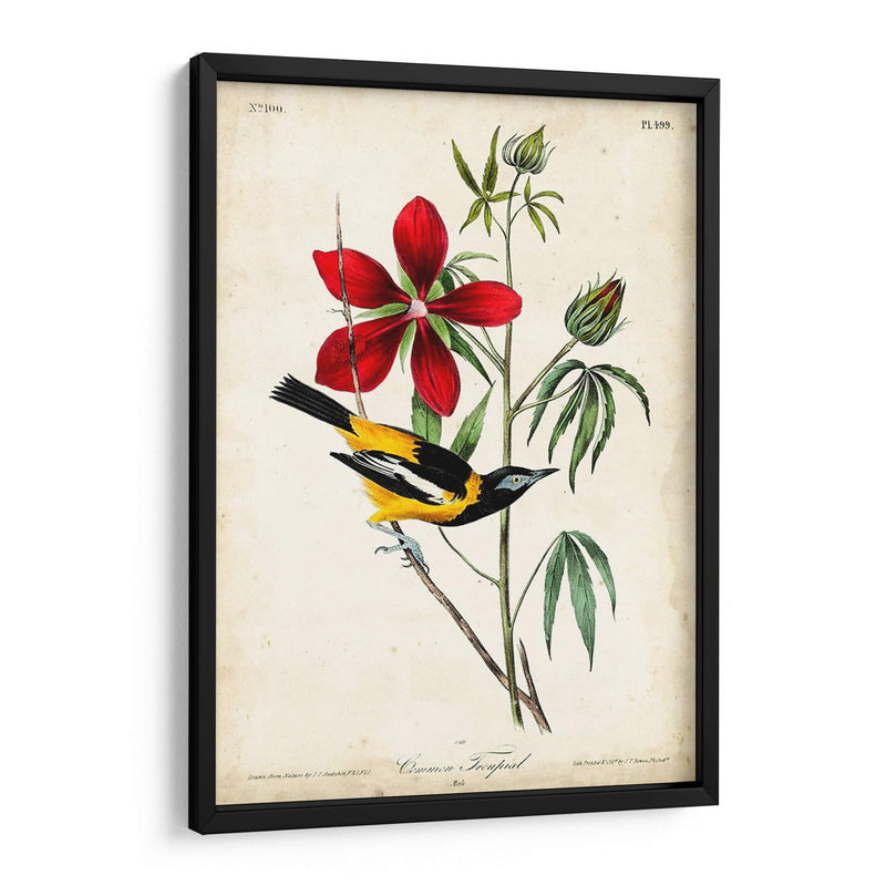 Audubon Bird Y Botanical I - John James Audubon | Cuadro decorativo de Canvas Lab