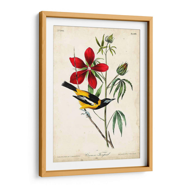 Audubon Bird Y Botanical I - John James Audubon | Cuadro decorativo de Canvas Lab