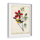 Audubon Bird Y Botanical I - John James Audubon | Cuadro decorativo de Canvas Lab