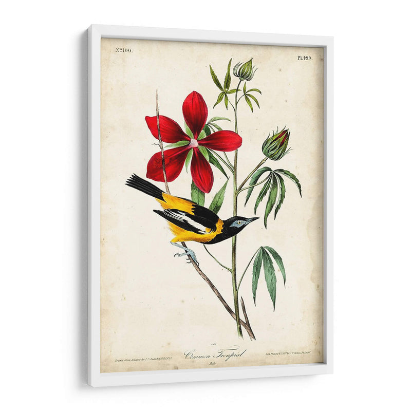 Audubon Bird Y Botanical I - John James Audubon | Cuadro decorativo de Canvas Lab