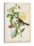 Audubon Bird Y Botanical Ii - John James Audubon | Cuadro decorativo de Canvas Lab