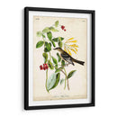 Audubon Bird Y Botanical Ii - John James Audubon | Cuadro decorativo de Canvas Lab