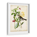 Audubon Bird Y Botanical Ii - John James Audubon | Cuadro decorativo de Canvas Lab