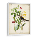 Audubon Bird Y Botanical Ii - John James Audubon | Cuadro decorativo de Canvas Lab