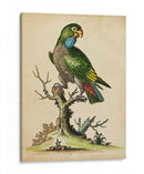 Paradise Lrots I - George Edwards | Cuadro decorativo de Canvas Lab