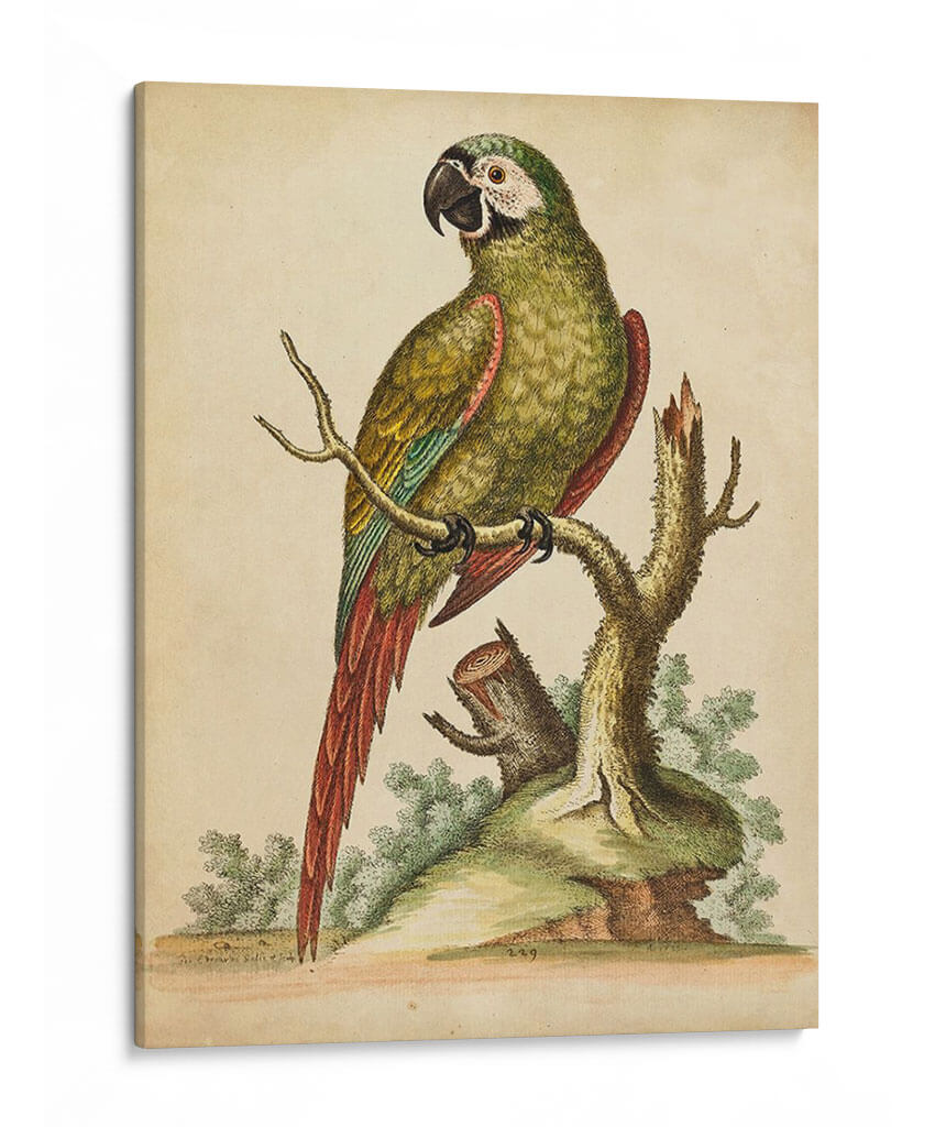 Paradise Parrots Ii - George Edwards | Cuadro decorativo de Canvas Lab