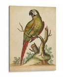 Paradise Parrots Ii - George Edwards | Cuadro decorativo de Canvas Lab