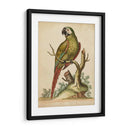 Paradise Parrots Ii - George Edwards | Cuadro decorativo de Canvas Lab