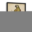 Paradise Parrots Ii - George Edwards | Cuadro decorativo de Canvas Lab