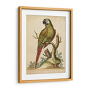 Paradise Parrots Ii - George Edwards | Cuadro decorativo de Canvas Lab