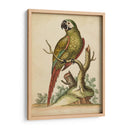 Paradise Parrots Ii - George Edwards | Cuadro decorativo de Canvas Lab