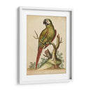 Paradise Parrots Ii - George Edwards | Cuadro decorativo de Canvas Lab