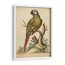 Paradise Parrots Ii - George Edwards | Cuadro decorativo de Canvas Lab