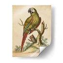 Paradise Parrots Ii - George Edwards | Cuadro decorativo de Canvas Lab